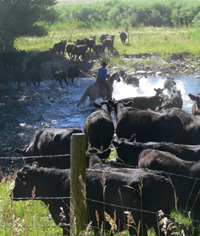 Fox Creek Cattle Company Wyoming